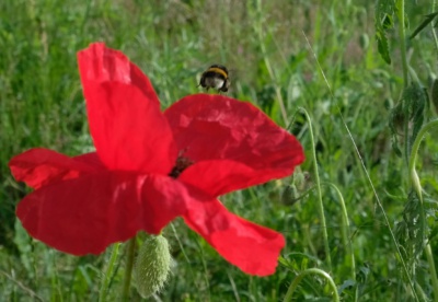 Hummel fliegt aus Mohnblüte