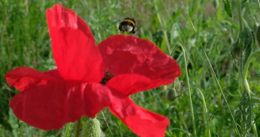 Hummel_hebt_ab Hummel fliegt aus Mohnblüte