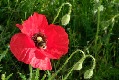 Hummel in Mohnblüte