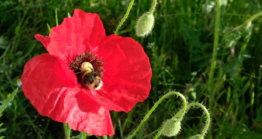 Hummel in Mohnblüte